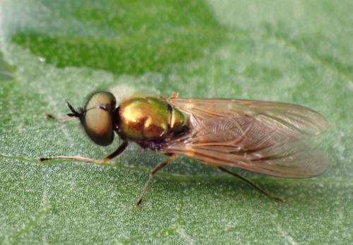 Réf. 352 813 : Chloromyia formosa